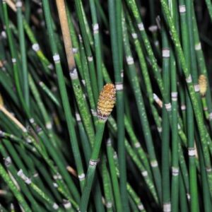 Equisetum hyemale L.