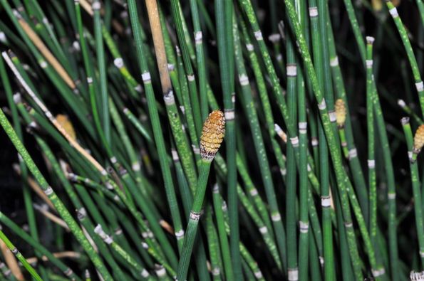 Equisetum hyemale L.