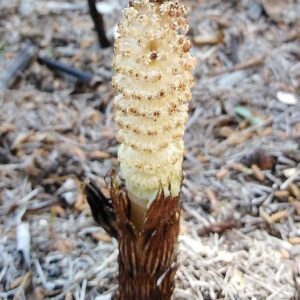 Equisetum telmateia Ehrh.