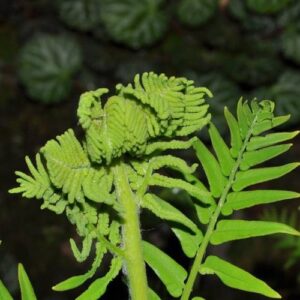 Osmunda regalis L.