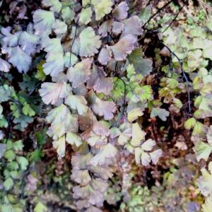 Adiantum capillus-veneris L.