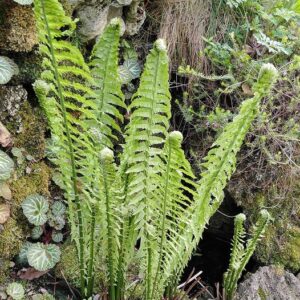 Matteuccia struthiopteris (L.) Tod.