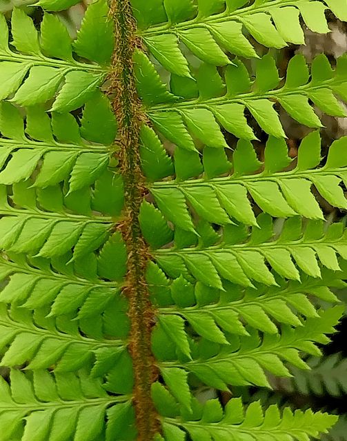 Polystichum aculeatum (L.) Roth