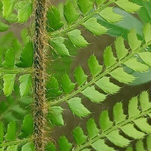 Polystichum setiferum (Forssk.) T. Moore ex Woyn.