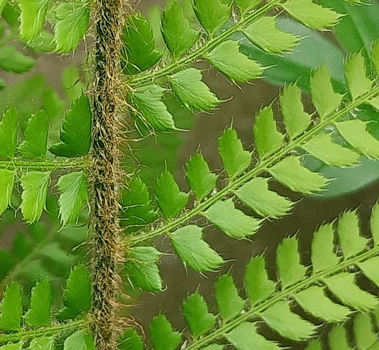 Polystichum setiferum (Forssk.) T. Moore ex Woyn.