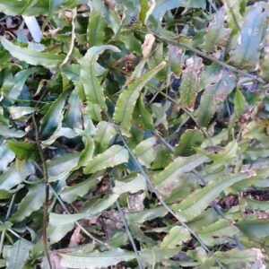 Cyrtomium fortunei J. Sm.