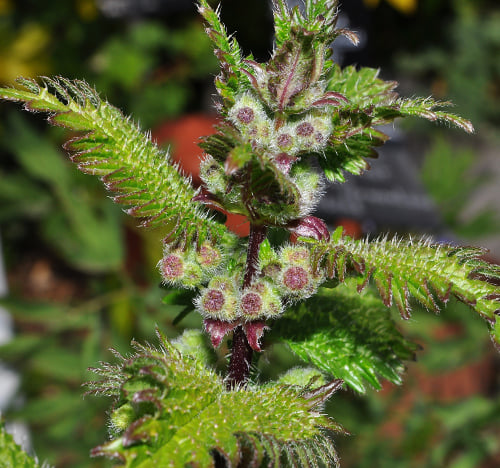 Urtica pilulifera L.