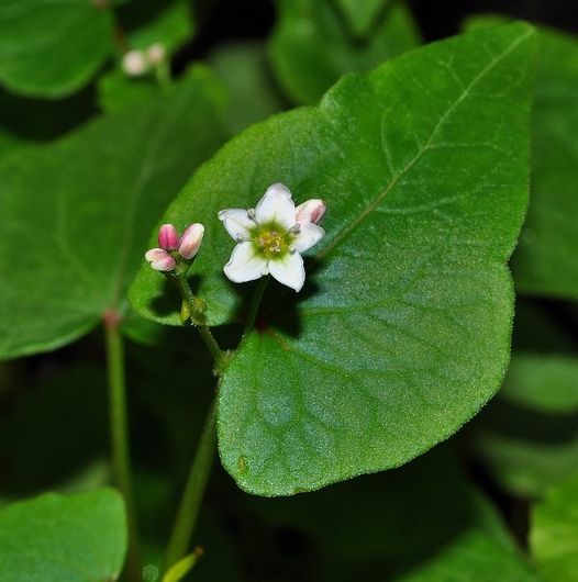 Fagopyrum esculentum Moench