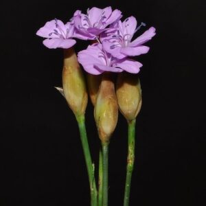 Petrorhagia prolifera (L.) P.W. Ball & Heywood