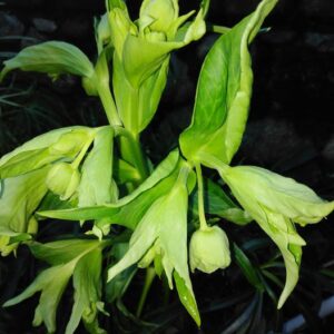 Helleborus foetidus L.