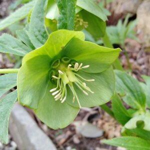 Helleborus viridis L.