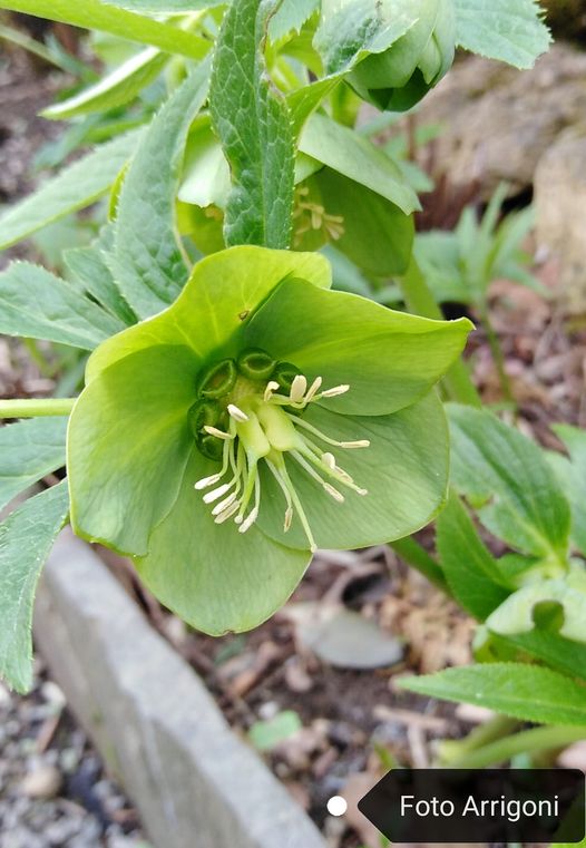 Helleborus viridis L.