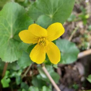 Caltha palustris L.