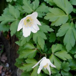 Anemonoides nemorosa (L.) Holub