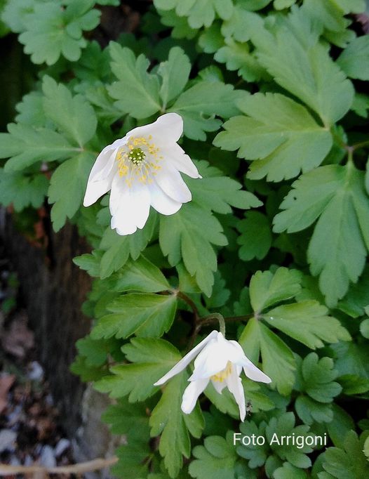 Anemonoides nemorosa (L.) Holub