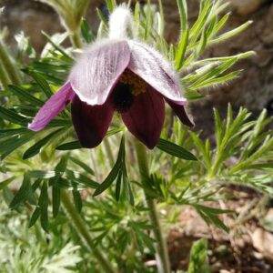 Pulsatilla montana (Hoppe) Rchb.