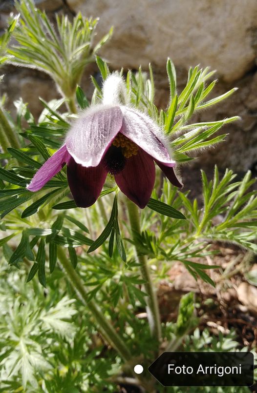 Pulsatilla montana (Hoppe) Rchb.