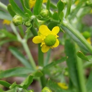 Ranunculus sceleratus L.