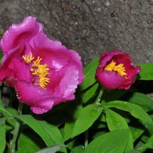 Paeonia officinalis L.