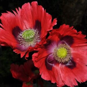 Papaver somniferum L.