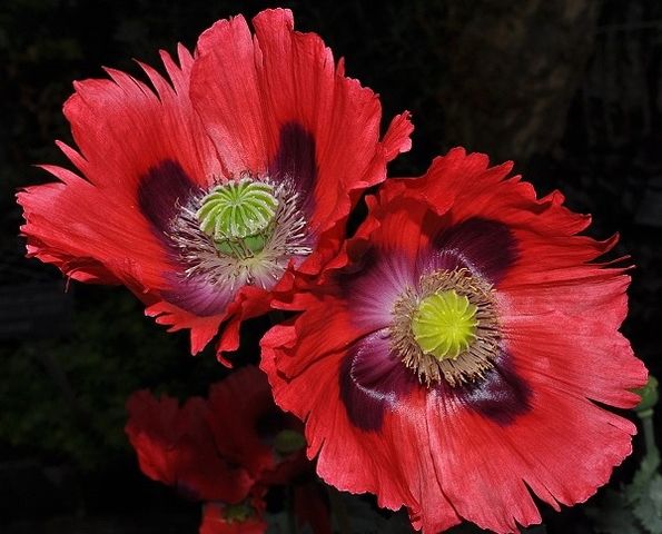 Papaver somniferum L.