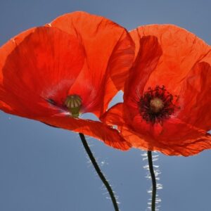 Papaver rhoeas L.