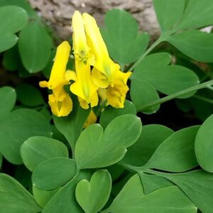 Pseudofumaria lutea (L.) Borkh.