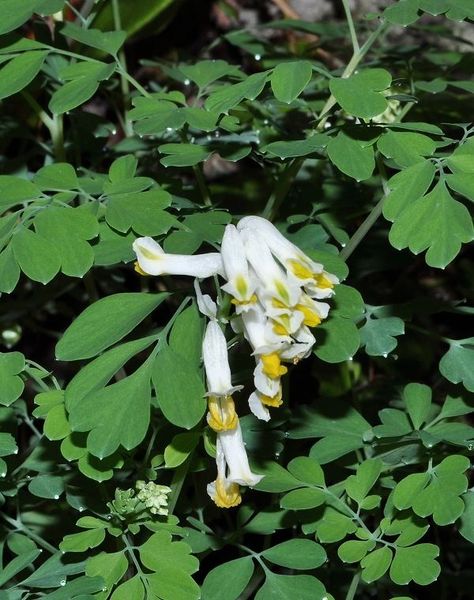 Pseudofumaria alba (Mill.) Lidén