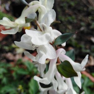 Corydalis cava (L.) Schweigg. & Körte