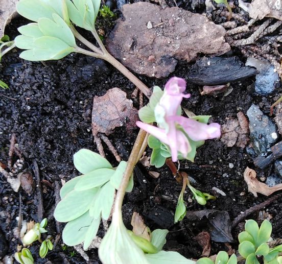 Corydalis intermedia (L.) Mérat