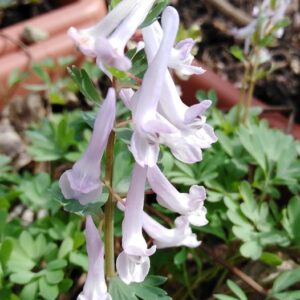 Corydalis solida (L.) Clairv.