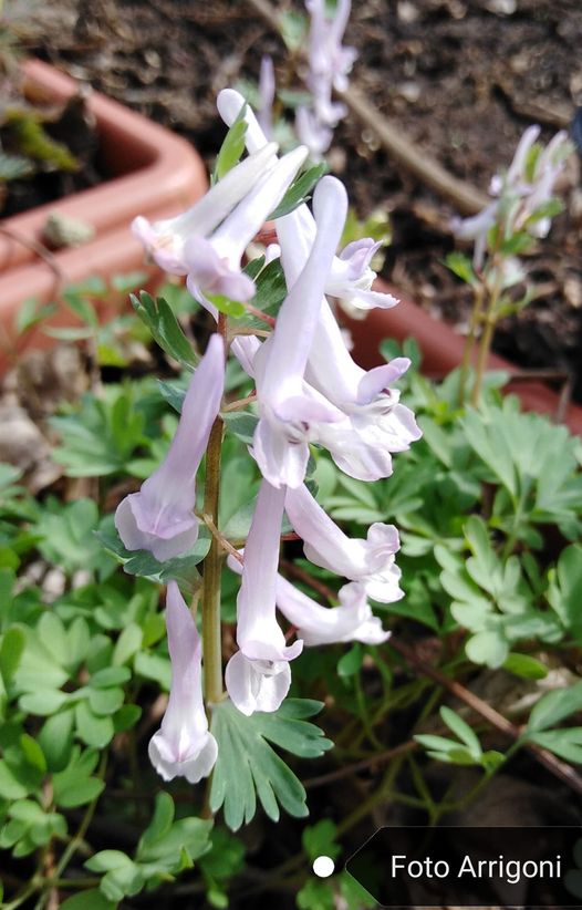 Corydalis solida (L.) Clairv.