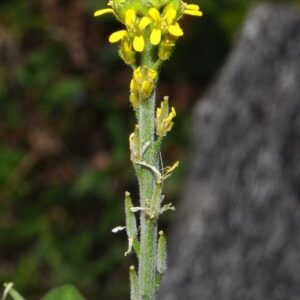 Sisymbrium officinale (L.) Scop.