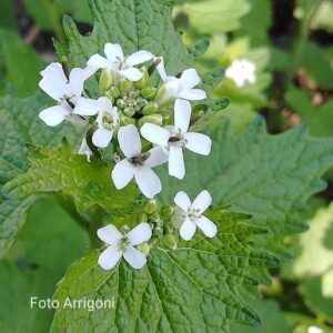 Alliaria petiolata (M. Bieb.) Cavara & Grande