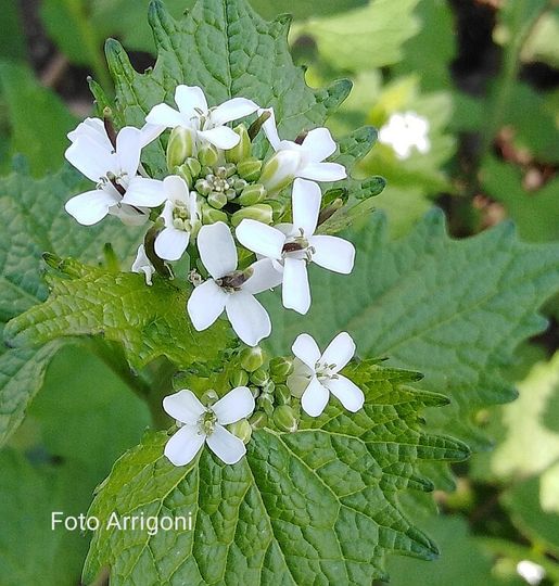 Alliaria petiolata (M. Bieb.) Cavara & Grande