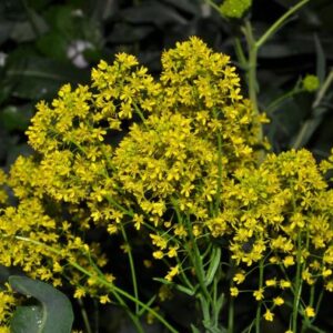 Isatis tinctoria L.
