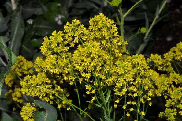 Isatis tinctoria L.