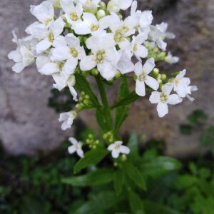 Armoracia rusticana G. Gaertn., B. Mey. & Scherb.