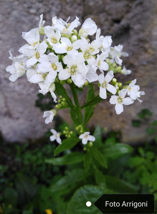 Armoracia rusticana G. Gaertn., B. Mey. & Scherb.