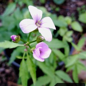Cardamine bulbifera (L.) Crantz