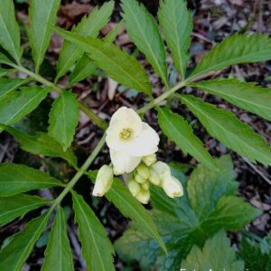 Cardamine kitaibelii Bech.