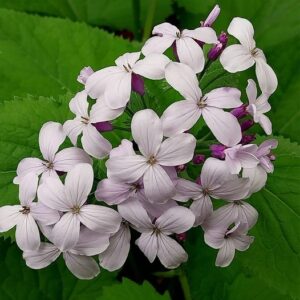 Lunaria rediviva L.