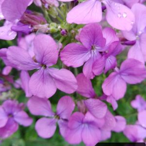Lunaria annua L.