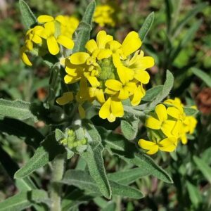 Fibigia clypeata (L.) Medik.