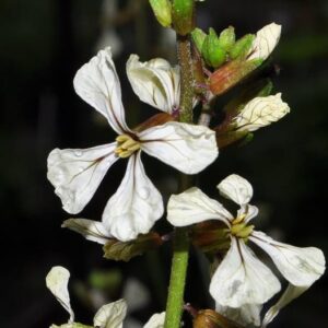 Eruca vesicaria (L.) Cav.