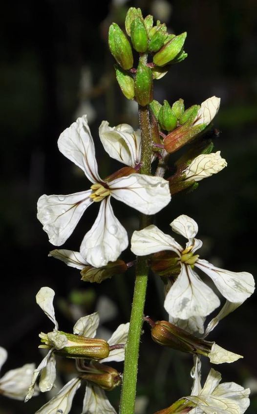 Eruca vesicaria (L.) Cav.
