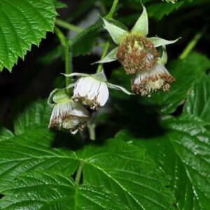 Rubus idaeus L.