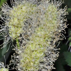 Sanguisorba dodecandra Moretti