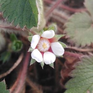 Potentilla micrantha Ramond ex DC.