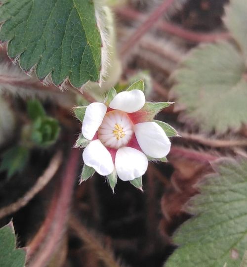 Potentilla micrantha Ramond ex DC.